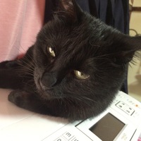 カノン