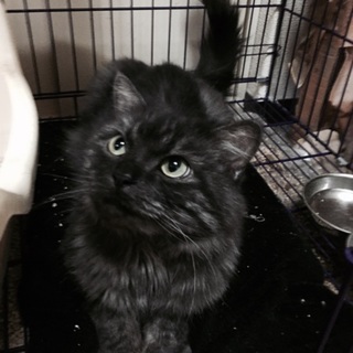 再度、募集致します。