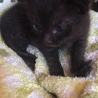 【急募】黒猫の赤ちゃんを引き取ってくれる方