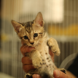 ウーちゃん♀：可愛いキジトラの女の子