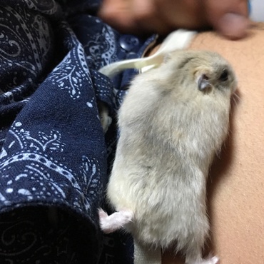 お腹の上お散歩〜♪