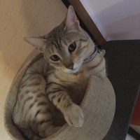 ぎん