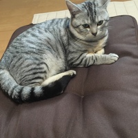 しじみ