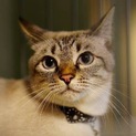 ブルーアイが美しい人懐っこい子です。