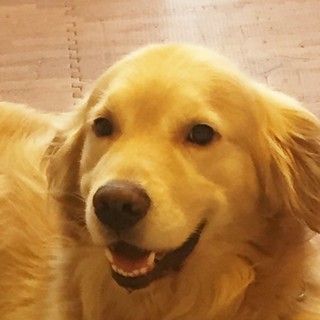 ゴールデンレトリバー4歳男の子。元気一杯です。