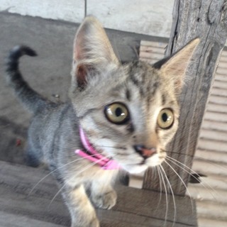 急募！！　この子を家族にしてください