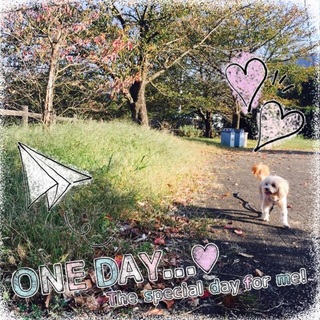 チワプーの里親募集