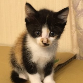 ララちゃん　　人なれしてます