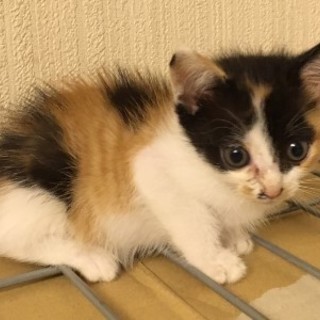 キキちゃん　人なれしてます