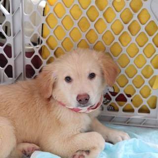 あたち、モモです