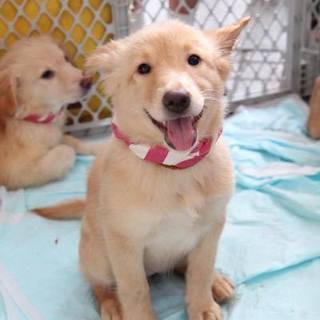 あたち、リンゴです