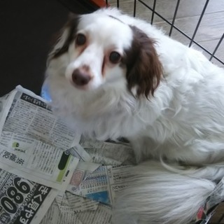 父親の変わりに探してます