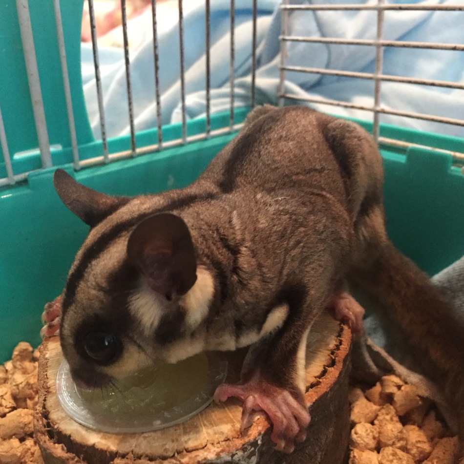 ショコラちゃんのカバー写真