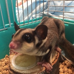 「フクロモモンガちゃん懐かせるぞ！」サムネイル2