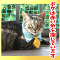 僕は赤い糸を探しています。