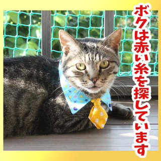 僕は赤い糸を探しています。