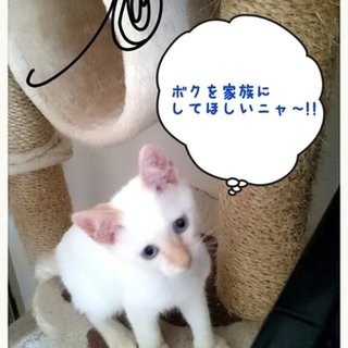 人大好きブルーアイのとっても可愛いmixの子♥ 