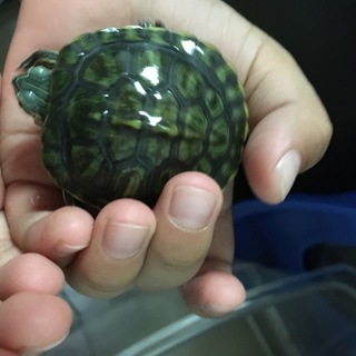 ミドリガメ あかちゃん