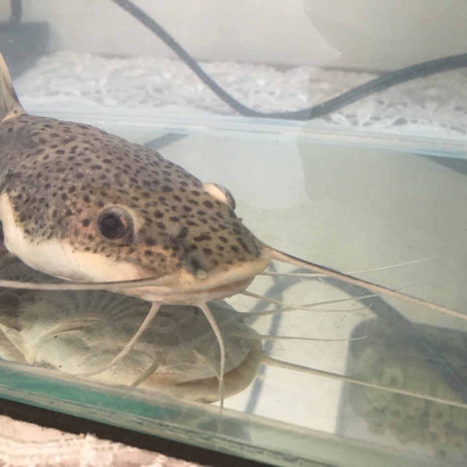 りさのカバー写真