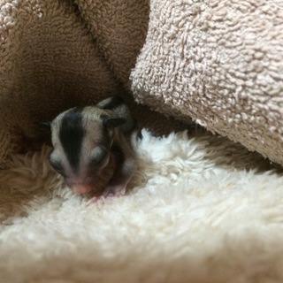 フクモモの男の子です。家族になってくれませんか。