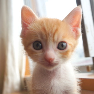 茶とら兄弟６月３日生まれ★人、犬ＯＫ甘えっ子！