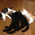 優しい飼い主さん募集中です