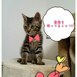 ペタベタのスリスリゴロゴロ超あまったれな女の子♥ 