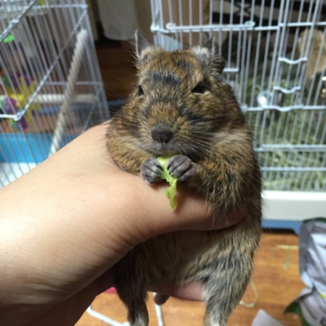 もえけんのカバー写真