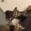 可愛い4匹の子猫(1ヶ月)です