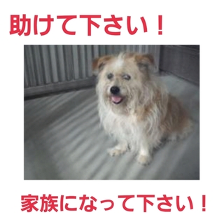 飼い主さんのお迎えがありました!!