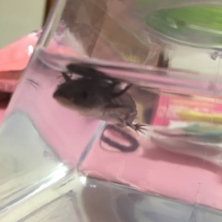 ウーパールーパー