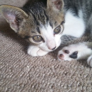 いつも元気なキジトラちゃん