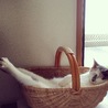 お気に入りのカゴ