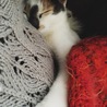 の写真