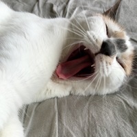 すずこ