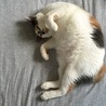 の写真
