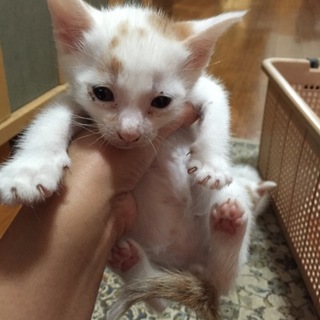 茶白☆男の子