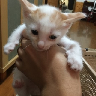 茶白☆男の子