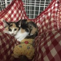 少し臆病な三毛猫の女の子