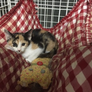 少し臆病な三毛猫の女の子