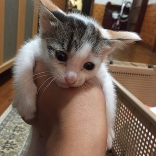 三毛猫☆女の子