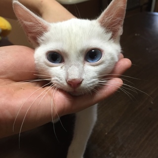 白猫☆男の子