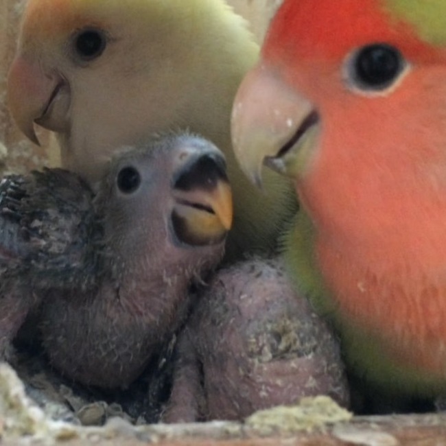気功磊剣のカバー写真