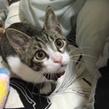 3ヵ月になりたて元気いっぱい子猫くん