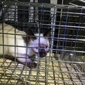 今週末期限。大切に飼ってくださる方！