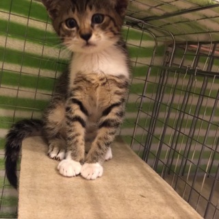 愛くるしいキジシロ子猫ちゃん♪