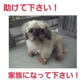 新しい飼い主さんのお迎えがありました!!