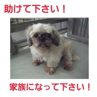 新しい飼い主さんのお迎えがありました!!