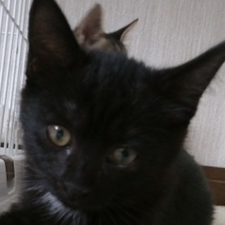 控えめな女の子(お話しが入りました）