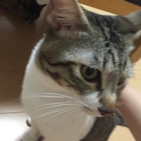 蓮